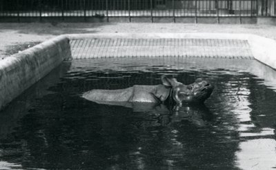 Un rinoceronte indiano nella sua piscina allo zoo di Londra, luglio 1914 da Frederick William Bond